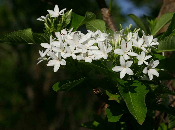 Holarrhena pubescens